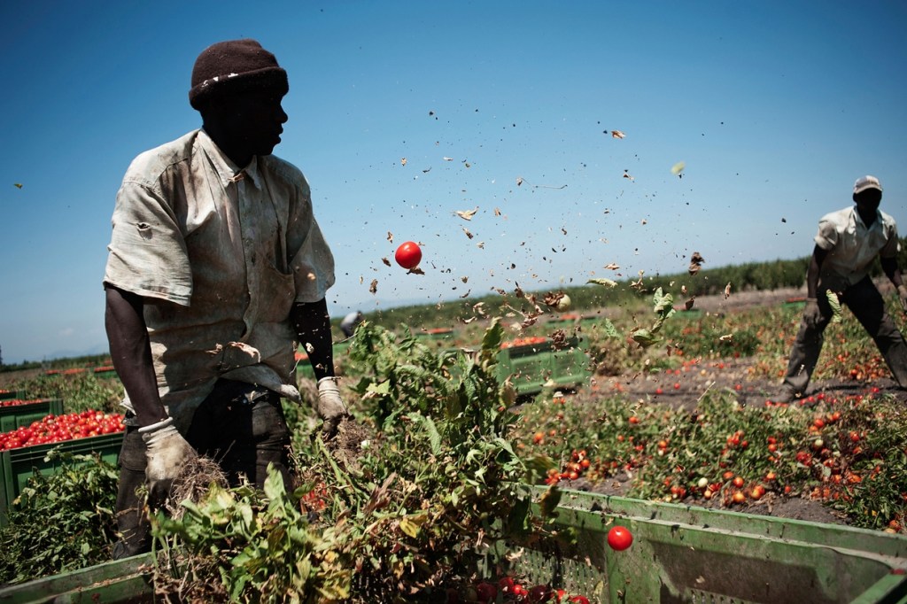 L’agricoltura italiana: prima linea dello sfruttamento tra caporalato, paghe da fame e lotte&nbsp;crescenti